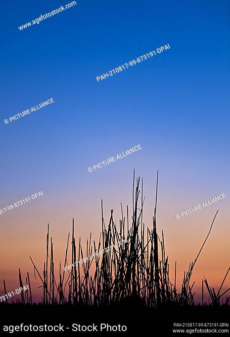 11 August 2021, Brandenburg, Petersdorf: A few long straws stand at the edge of a harvested grain field shortly after sunset in the Oder-Spree district