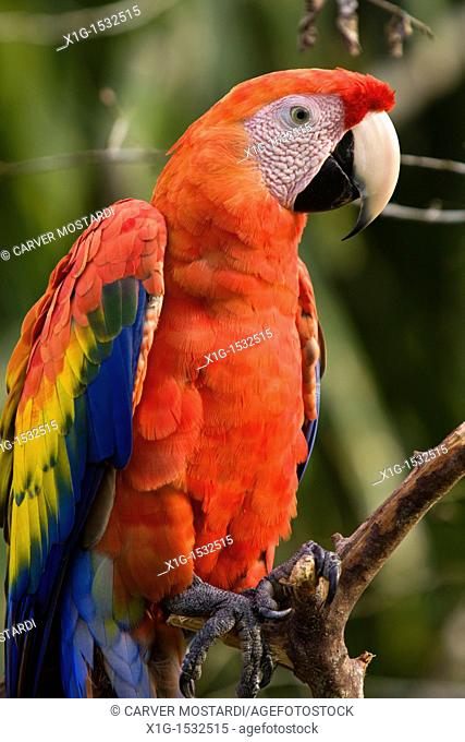 Male Scarlet Macaw Ara macao sitting on a branch in the Osa Peninsula, Costa Rica