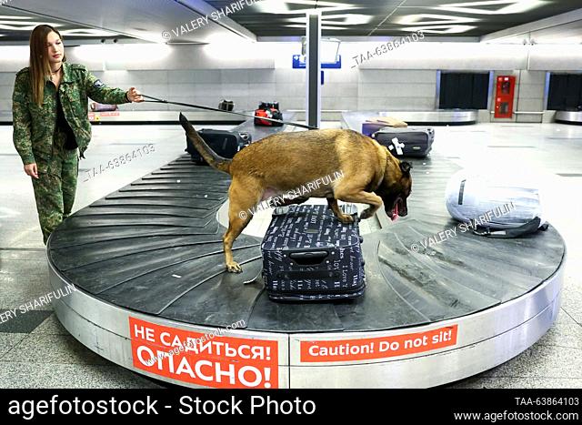 RUSSIA, MOSCOW - OCTOBER 25, 2023: A sniffer dog checks luggage at Vnukovo International Airport. Valery Sharifulin/TASS