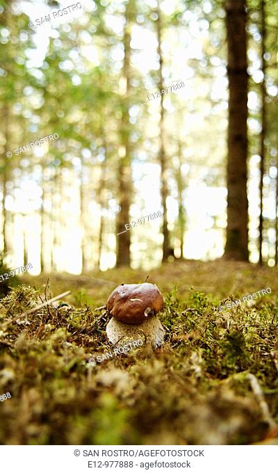 France, Auvergne, Haute Loire, Saint Bonnet le Froid, Restaurant Régis & Jacques Marcon, mushrooms harvest with mycologist Gilles Liège, Boletus edulis, bolete