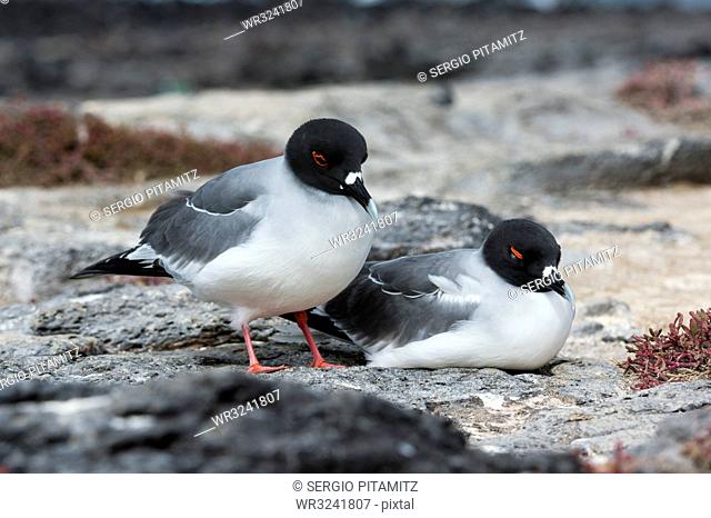 Swallow-tailed gulls (Larus furcatus), South Plaza Island, Galapagos Islands, UNESCO World Heritage Site, Ecuador, South America