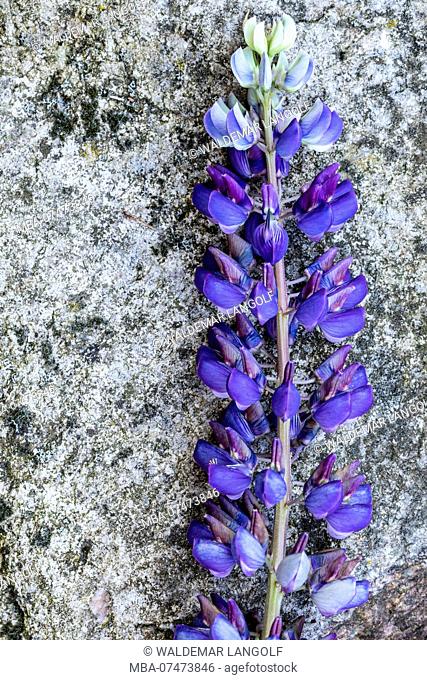 Multi-leaved Lupine, Lupinus polyphyllus, blossom on stony ground, still life