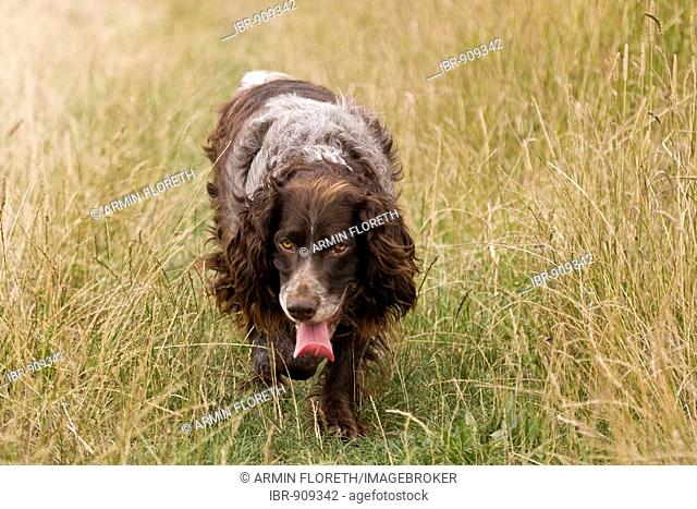 Standing German Spaniel or German Quail Dog, hunting dog