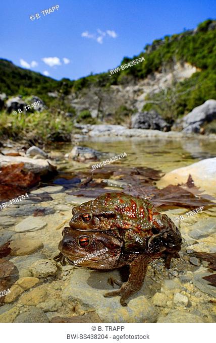 European common toad (Bufo bufo spinosus), pair at a creek on mount Olymp, Greece, Olymp
