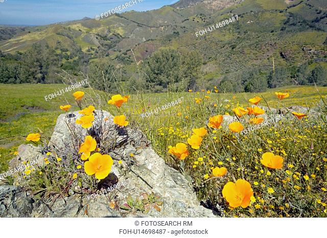 Bright golden poppies and the green spring hills