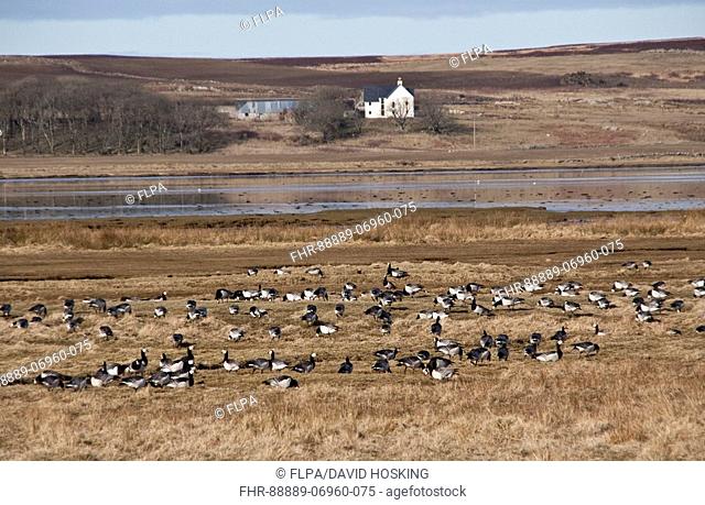 Barnacle Geese at Loch Gruinart