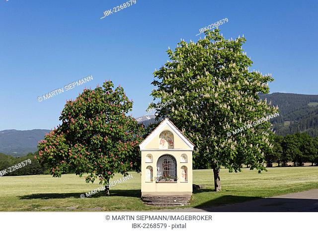 Chapel and flowering chestnut trees, horse chestnut (Aesculus hippocastanum), Prankh, community of St. Marein near Knittelfeld, Upper Styria, Styria, Austria