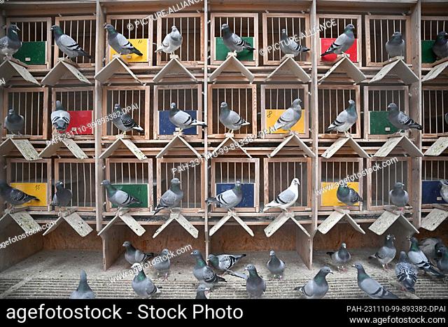 PRODUCTION - 30 October 2023, Baden-Württemberg, Königsbach-Stein: Breeding pigeons sit in a pigeon loft belonging to pigeon fancier A. Drapa