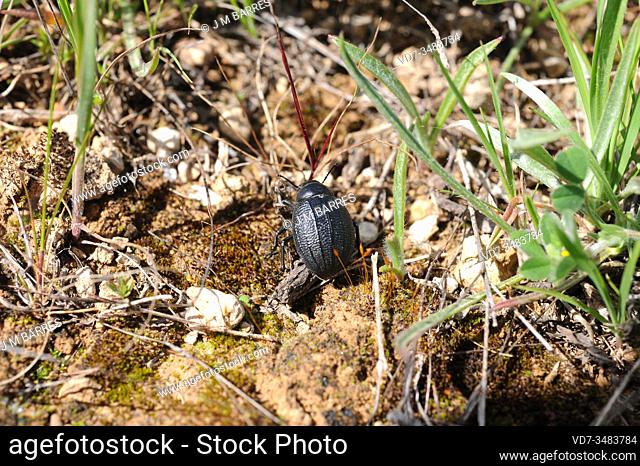 Pimelia rotundata or pimelia hispanica is a beetle native to southern Spain. This photo was taken in Sorbas, Almeria province, Andalusia, Spain