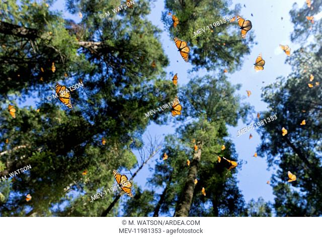 Central America, Mexico, State of Michoacan, Angangueo, Reserve of the Biosfera Monarca Sierra Chincua, monarch butterfly (Danaus plexippus)