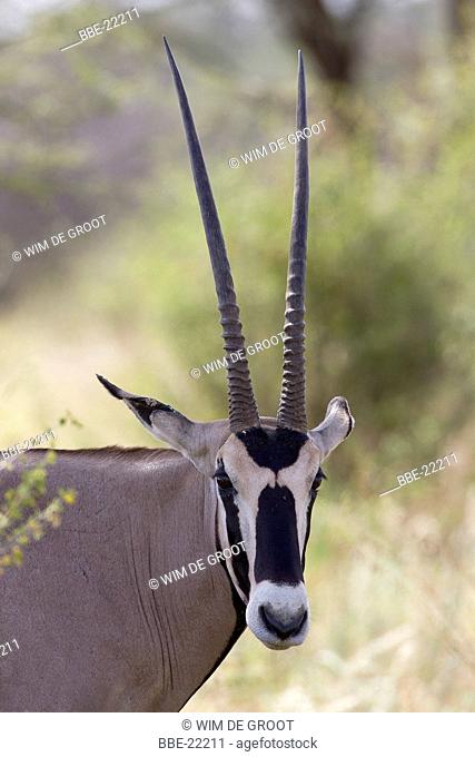oryx (beisa oryx), Oryx gazella