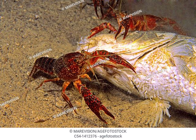 Red Swamp Crayfish (Procambarus clarkii) devouring Carp. Lagoon, Lagunas de Ruidera, Ciudad Real, Albacete, Spain