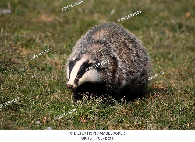 Badger (Meles meles) foraging in a meadow, Allgaeu, Bavaria, Germany, Europe
