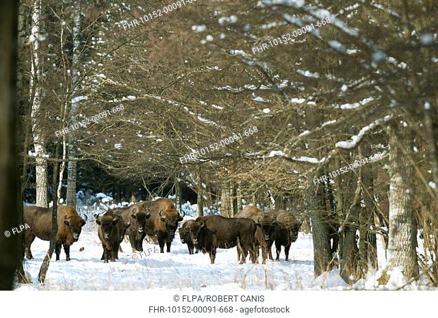 European Bison Bison bonasus herd, standing in snow covered forest habitat, Bialowieza N P , Podlaskie Voivodeship, Poland, february