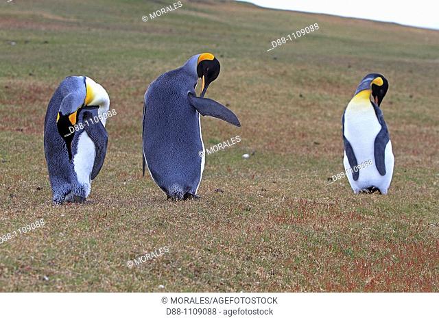 King Penguin (Aptenodytes patagonicus). Saunders Island, Falkland Islands