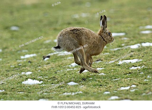 European Hare Lepus europaeus adult, running across melting snow, Islay, Inner Hebrides, Scotland