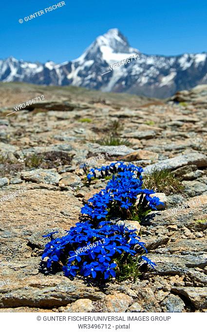 Spring Gentian, Gentiana verna, Loetschental, Valais, Switzerland