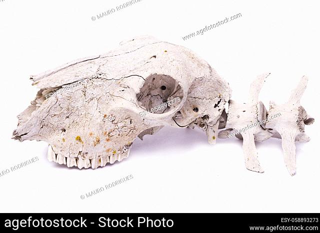 Close view of a skull of a sheep isolated on a white background