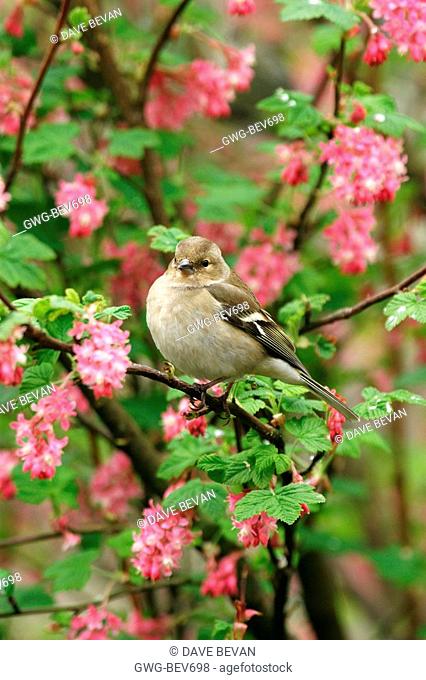 CHAFFINCH FEMALE IN FLOWERING CURRANT