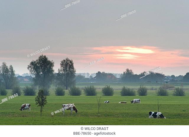 meadow with cows at sunrise