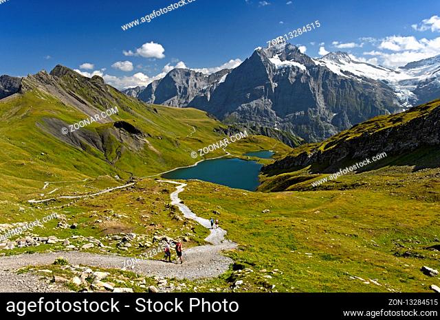 Wandergebiet Bachalpsee, hinten das Wetterhorn, Grindelwald, Berner Oberland, Schweiz / Hiking area aroudn the mountain lake Bachalpsee, peak Wetterhorn behind