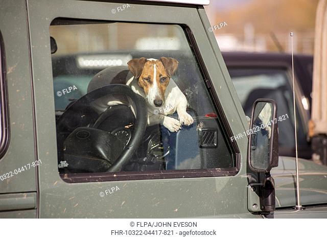 Domestic Dog, Jack Russell Terrier, adult, resting on dashboard of Land Rover, Ruthin Livestock Auction Mart, Ruthin, Denbighshire, North Wales, February