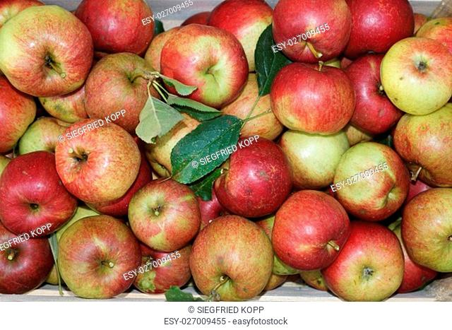 fresh organic apples