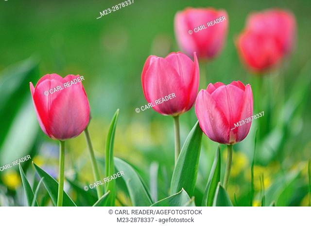 A group of tulips in soft focus in springtime, Pennsylvania, USA