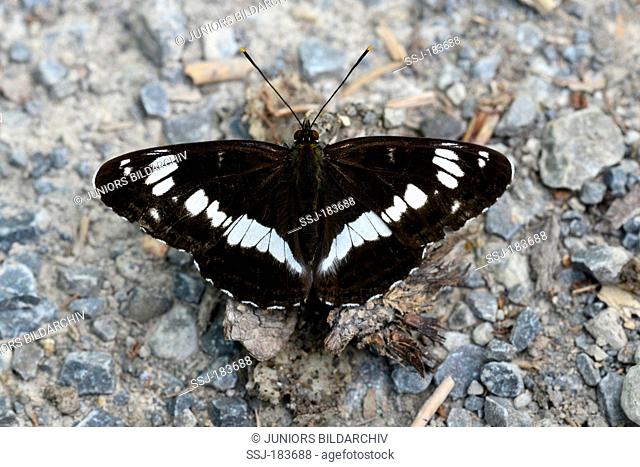 White Admiral (Limenitis camilla, Ladoga camilla). Butterfly taking up minerals from the ground. Germany
