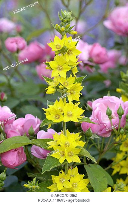 Yellow Loosestrife and Rose 'Angela' Lysimachia vulgaris Rosa spec