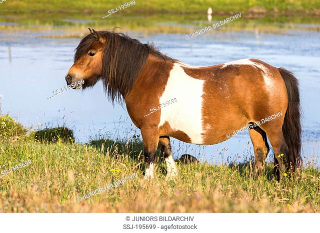 Shetland Pony Skewbald mare standing on a pasture Shetlands, Unst
