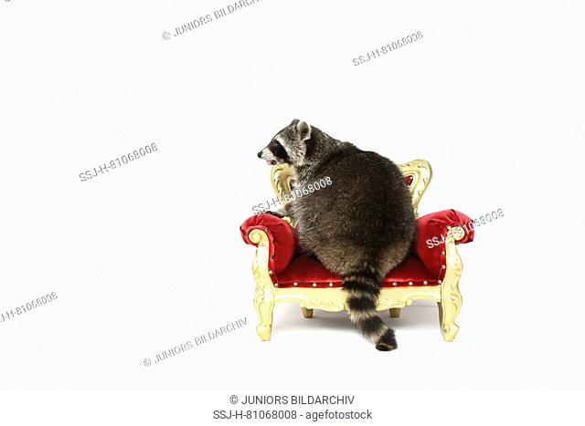 Raccoon (Procyon lotor). Adult sitting on a baroque armchair. Studio picture against a white background. Germany