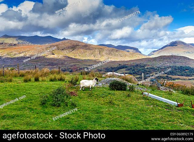 Mountain Landscape with sheep in Ring of Kerry, Ireland