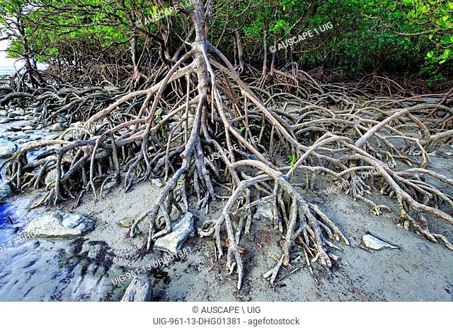 Buttress roots of a mangrove tree at low tide. Cape Tribulation section, Daintree National Park, Queensland, Australia. (Photo by: Auscape/UIG)