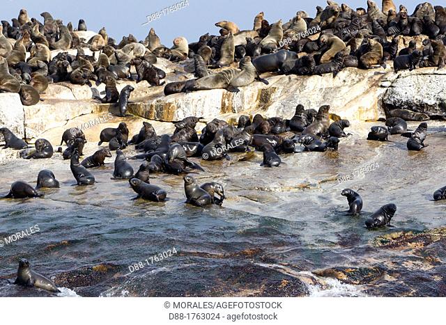 South Africa , Gansbaii , Seal Island , Cape fur seal or Brown fur seal or South African fur seal Arctocephalus pusillus