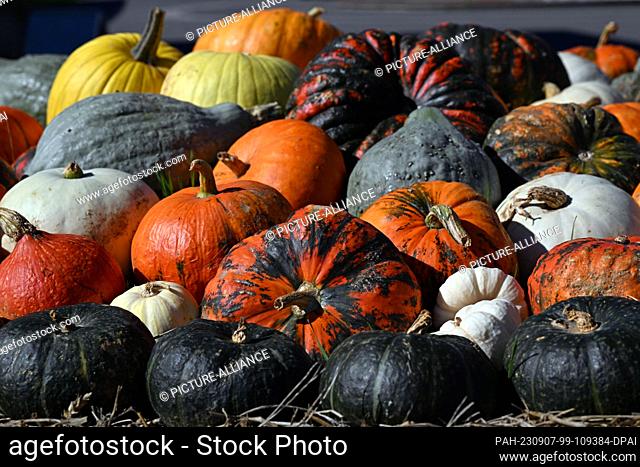 07 September 2023, Thuringia, Erfurt: Colorful pumpkins lie next to each other. The pumpkin harvest has begun in Saxony. According to the State Statistical...