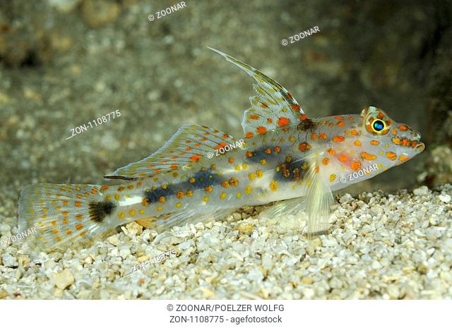 Amblyeleotris guttata, Russbauch Partnergrundel, Spotted shrimpgoby, Labuan Lalang, Nord Bali, Indonesien, Indopazifik, North Bali, Indonesia Asien