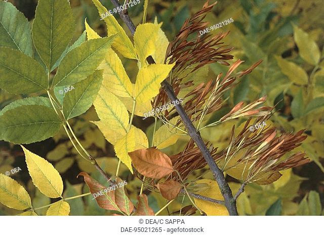 Botany - Trees - Oleaceae. European ash (Fraxinus excelsior). Detail