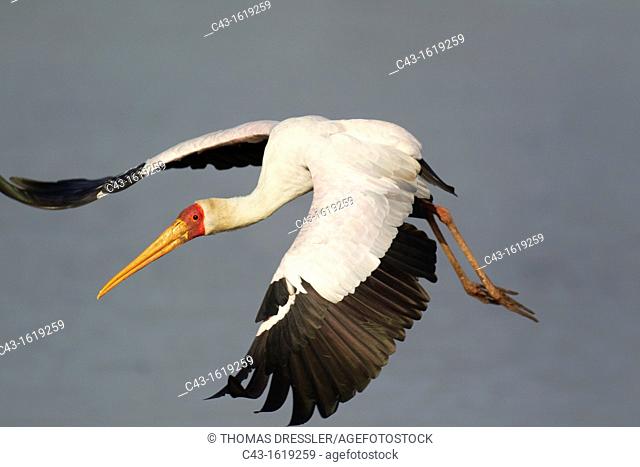 Yellow-billed Stork Mycteria ibis - Flying  Sunset Dam, Kruger National Park, South Africa