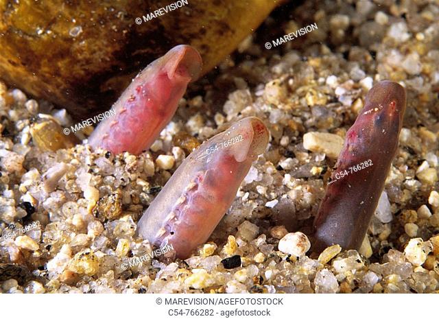 Freshwater Rivers Galicia Spain Ammocoete, phase larvae of the lamprey when it is blind Petromyzon marinus
