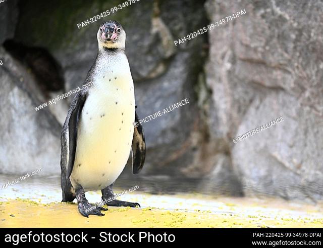 14 April 2022, Rhineland-Palatinate, Landau in der Pfalz: A young Humboldt penguin, still without the black rein stripe on its neck