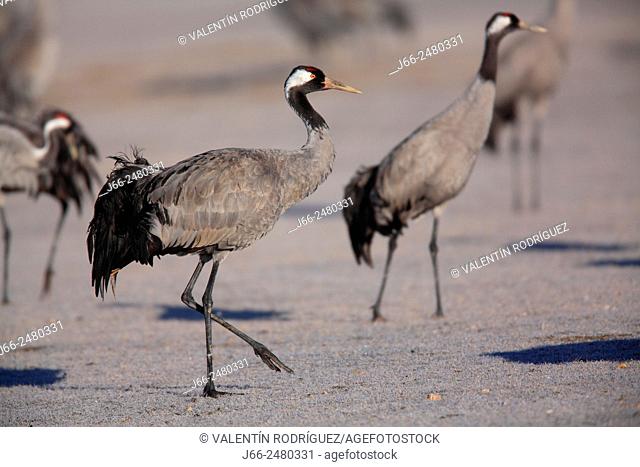 Cranes (Grus grus) in the wildlife reserve Gallocanta. Zaragoza. Spain