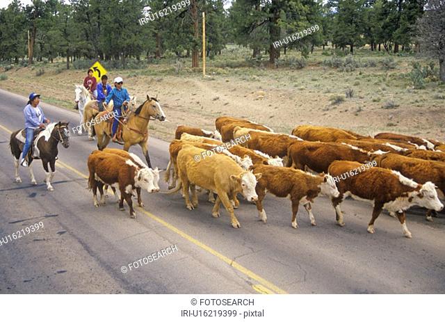 Navajo cowboy herding cattle on road