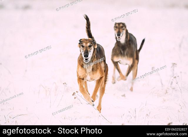 Two Hunting Sighthound Hortaya Borzaya Dogs During Hare-hunting At Winter Day In Snowy Field