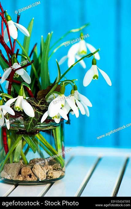 Snowdrops in a glass on a garden table with blue background