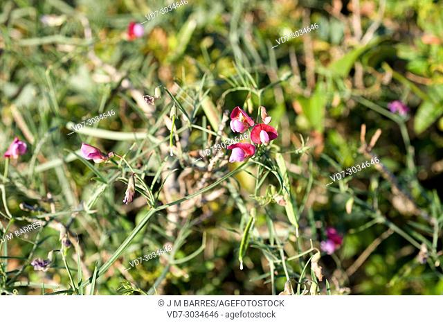 Spanish vetchling (Lathyrus clymenum) is an annual herb native to Mediterranean Basin. Its seeds are edible (Greek fava)