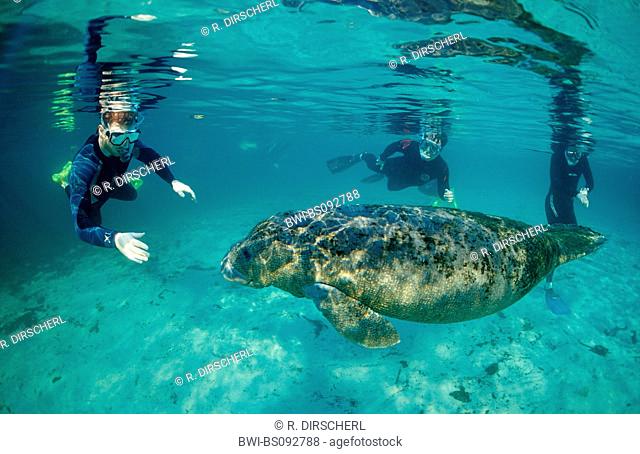 West Indian manatee, Florida manatee, Caribbean manatee, Antillean manatee (Trichechus manatus latirostris), with snorkelling tourists, USA, Florida