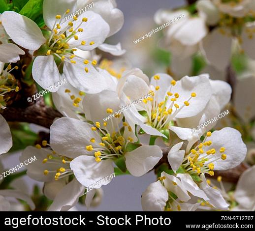 Spring Cherry Blossom Background, Abstract Floral Border Of Blossoming Tree Brunch With Green Leaves And White Flower On Bokeh Green Background, Mother's Day