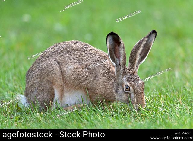 Feldhasen ernaehren sich ausschliesslich von pflanzlicher Kost / European Hare is herbivorous and during summer they feed on grasses other plants and field...