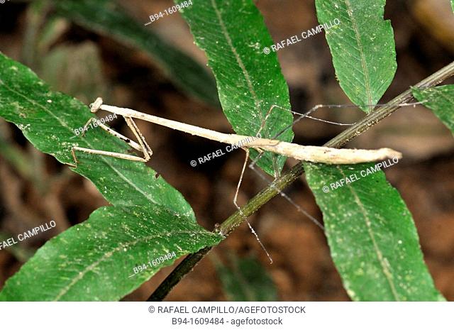 Phasmatodea (sometimes called Phasmida), order of insects, whose members are variously known as stick insects walking sticks or stick-bugs, phasmids
